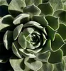 Hauswurz - Sempervivum 'Aquila' - Dachwurz, Sempervivum, Produktbild-Vorschau 1