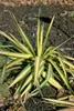 Yucca filamentosa, Palmlilie, 40–60 cm Produktbild-Vorschau 8