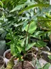 Alocasia (Alocasia portei) - 1 semilla germinada Vista previa de la imagen del producto 3