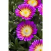 Mittagsblume Wheels of Wonder® 'Purple Wonder' Produktbild-Vorschau 2