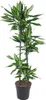 Dragoneret, plante d'intérieur Ø27cm Ø150cm - plante verte Voir les images du produit 1
