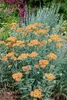 Achillea millefolium 'Terracotta', Schafgarbe, orange, ca. Produktbild-Vorschau 6