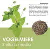 Vogelmiere Samen (Stellaria media) - Wertvolle Heilpflanze Produktbild-Vorschau 2