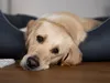 TrendPet Runa kunstleren mand grijs (100x75x30 cm) Productafbeelding-voorbeeld 9