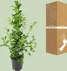 Meergroothandel Ficus Microcarpa Moclame - 95 cm, Ø 21 cm Produktbild-Vorschau 7