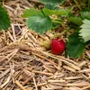 Ściółka ze słomy jęczmiennej – naturalna ściółka ogrodowa Podgląd zdjęcia produktu 1