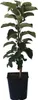 1a-plant Jarle (R) Säulenapfel - Geschmackssieger! 5 Liter Produktbild-Vorschau 2