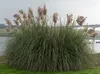 Stauden Gänge 1 x Cortaderia selloana 'Rosea' im XXL Topf - Produktbild-Vorschau 4