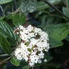 Prager Schneeball - Viburnum 'Pragense'  | 60-80 cm in Produktbild-Vorschau 1