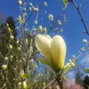 Magnolie Fiume Giallo 2L Anteprima dell’immagine prodotto 15