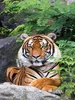 CALVENDO Puzzle Ein Motiv aus dem Kalender Der Tiger - ein Produktbild-Vorschau 3