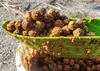 Tandem Baits 5-er Set Euro Boilies Knoblauch, Karpfen Produktbild-Vorschau 11