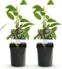 GreenboutiQ - Obstpflanze - Kiwi - Actinidia arguta Issai - Produktbild-Vorschau 2