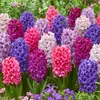 Bloomique - Mix 10 - Hyacinthus - Hiacynt - Mix kolorów - Podgląd zdjęcia produktu 7