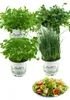 Enseleits Salatkräuter-Set, 4 Frische Kräuter Pflanzen, Produktbild-Vorschau 1
