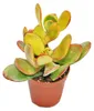 Crassula portulacea "Sunset" - große Pflanze im 12cm Topf Produktbild-Vorschau 1