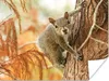 MuchoWow® Poster Eichhörnchen - Baum - Herbst 160x120 cm - Produktbild-Vorschau 1