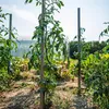 Own Grown Tomaten-Samen 12er Saatgut-Set Produktbild-Vorschau 3