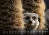 Erdmännchen - Kleine Wächter, große Abenteuer! - 2027 - Produktbild-Vorschau 5