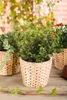 Ilex crenata 'Dark Green', Japanische Stechpalme, ca. 9x9 Produktbild-Vorschau 4