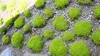 Stauden Gänge 100 x Sagina subulata - Sternmoos - Weiche Produktbild-Vorschau 8