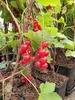 Porzeczka czerwona Rovada 2L Podgląd zdjęcia produktu 7