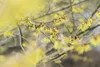 Hamamelis intermedia 'Arnold Promise', Zaubernuss, gelb, Produktbild-Vorschau 7