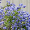 2 x  Säckelblume  - Ceanothus 'Concha'  | 30-40 cm in Produktbild-Vorschau 2
