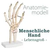 Anatomie Skelett Mensch Modell Skelett Hand Lebensgroß Produktbild-Vorschau 1