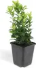 Couvre-sol - Fusain rampant - Euonymus japonicus 'Green Voir les images du produit 2