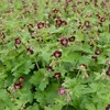 6 x Braunblütiger Storchschnabel - Geranium phaeum  | Topf Produktbild-Vorschau 2