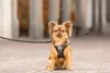 Curli Stretch Comfort Leash, Pes, Standardní vodítko, Náhled obrázku produktu 6