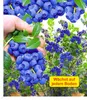 BALDUR Garten 2x Trauben-Heidelbeere Reka® Blue, Pflanzen Produktbild-Vorschau 1