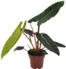 Filodendron billietiae „Baumfreund” - srednica 12cm, Podgląd zdjęcia produktu 1