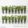 20x Kirschlorbeer Novita 40-50 cm | Prunus laurocerasus Produktbild-Vorschau 3
