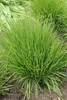 Stauden Gänge 5 x Molinia caerulea 'Heidebraut' im 1 Liter Produktbild-Vorschau 5