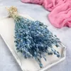 Aufgeblasenes Leimkraut - (Silene) - Blau Produktbild-Vorschau 5