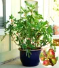 BALDUR Garten 1x Mini Feigenbaum Little Miss Figgy, Pflanze Produktbild-Vorschau 1