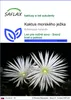 SAFLAX - kaktus morského ježka - Echinopsis mirabilis - 40 Náhľad obrázku produktu 1