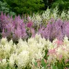 6x Astilbe (A) Astary White P9H20 Produktbild-Vorschau 5