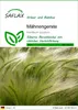 SAFLAX - Mähnengerste - Hordeum jubatum - 70 Samen Produktbild-Vorschau 1