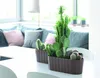 Vaso BOARDEE Case 587x144x130 mm, marrone Anteprima dell’immagine prodotto 9