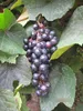 Vitis vinifera Tempranillo - Weintraube Tempranillo Produktbild-Vorschau 2