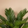 Bloomique - Cycas Revoluta - Palmfarn - Sagopalme - Palme - Produktbild-Vorschau 4