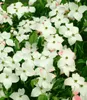 BALDUR Garten 1x Japanischer Blumen-Hartriegel, Pflanze im Produktbild-Vorschau 5