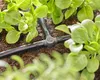 Gardena MDS T-Joint 4.6 mm GARDENA 13211-20 Voir les images du produit 9