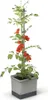 Gusta Garden TOM TOMATO 3er-Set, hellgrau Produktbild-Vorschau 2