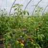 Popínavá síť KADAX, popínavá podpěra pro popínavé rostliny, Náhled obrázku produktu 2