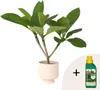 Plumeria czerwona Frangipani + pokarm roślinny - Wysokość Podgląd zdjęcia produktu 5