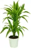 A potted Dracaena deremensis Lemon Lime plant with variegated green and yellow leaves, set against a white background. Produktbild-Vorschau